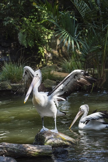 Australian Pelican (Pelecanus conspicillatus)