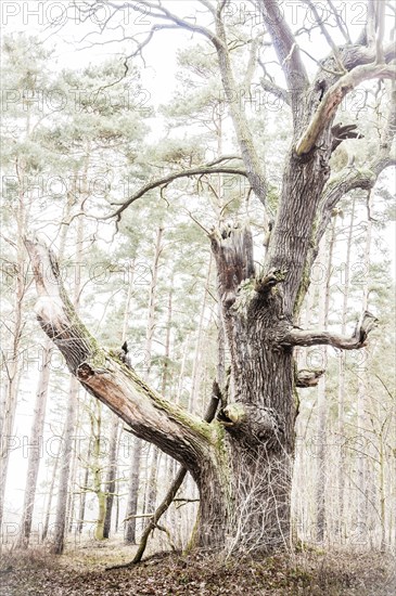 Old English oak (Quercus robur)