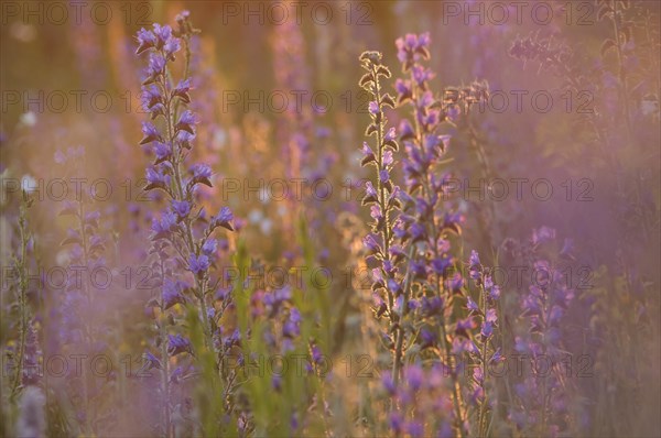 Viper's Bugloss or Blueweed (Echium vulgare) in evening light