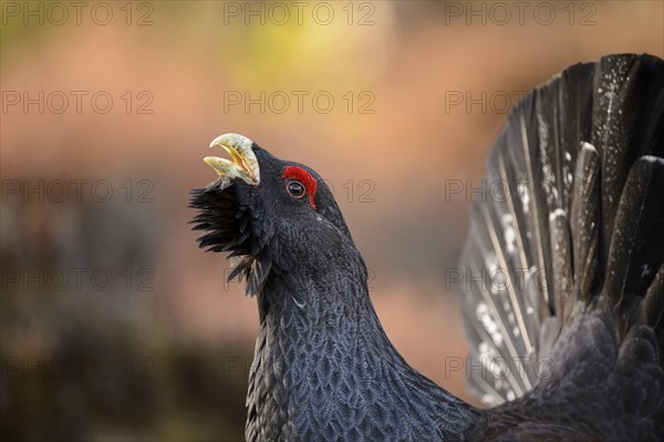 Western Capercaillie (Tetrao urogallus) adult male