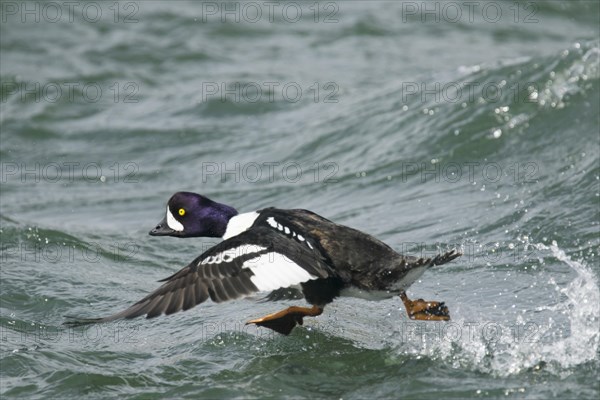 Barrow's Goldeneye (Bucephala islandica) male running over water to take off