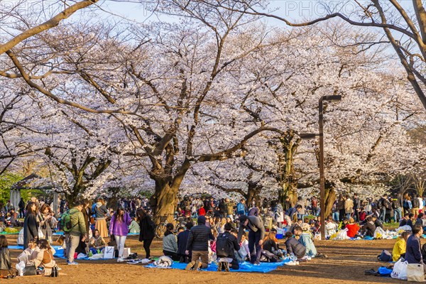 Japanese picnic under cherry blossoms in Yoyogi Park at Hanami Fest