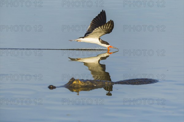 Black Skimmer (Rynchops niger)