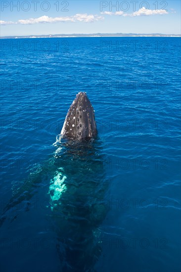 Humpback Whale (Megaptera novaeangliae)