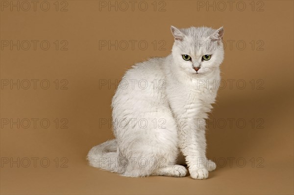 Selkirk Rex cat