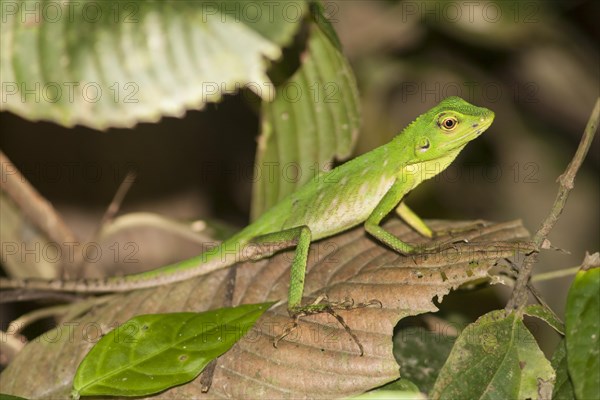 Green Tree Lizard (Bronchocela cristatella)