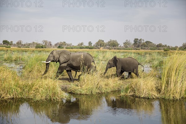 African elephants (Loxodonta africana) mother with young