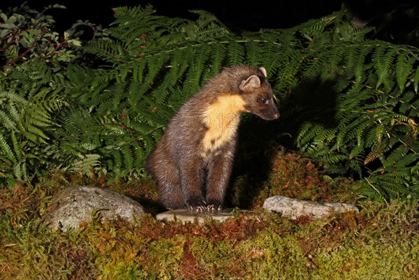 Pine marten (Martes martes)