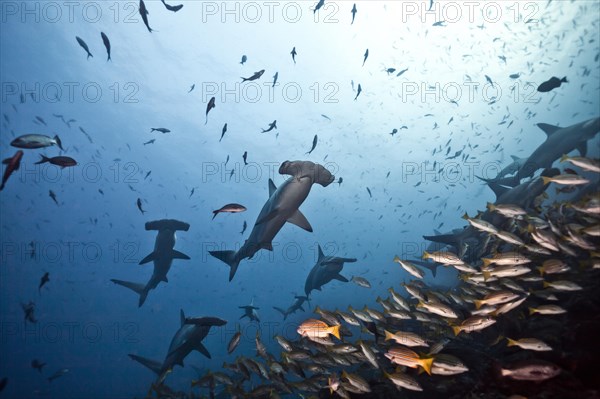 School of Scalloped Hammerheads (Sphyrna lewini)