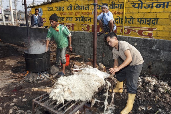 Open-air slaughterhouse