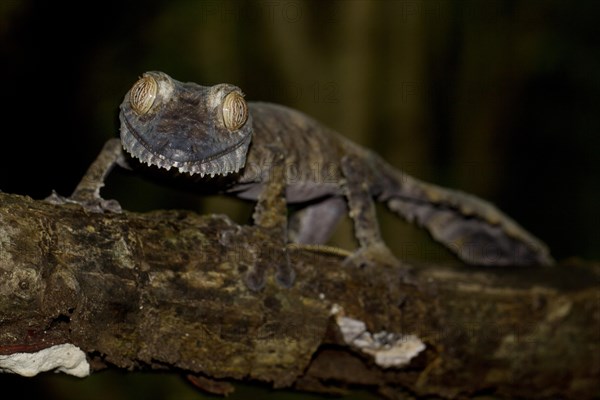 Common Flat-tail Gecko (Uroplatus fimbriatus)