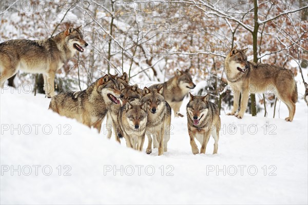 Wolves (Canis lupus) in the snow