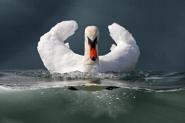 Mute Swan (Cygnus olor) front on
