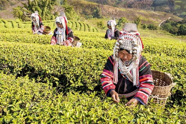 Akha hill tribe women picking tea