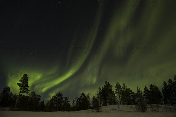 Northern Lights over forest