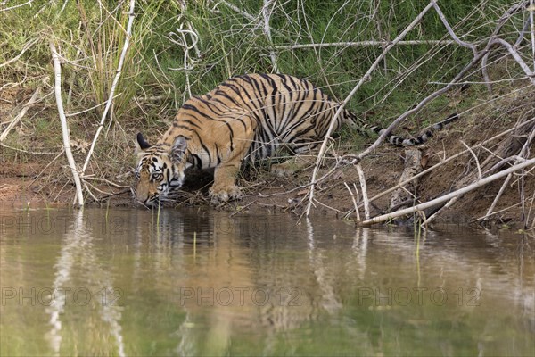 Tiger (Panthera tigris)