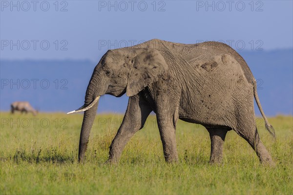 African elephant (Loxodonta africana) walking in savanna