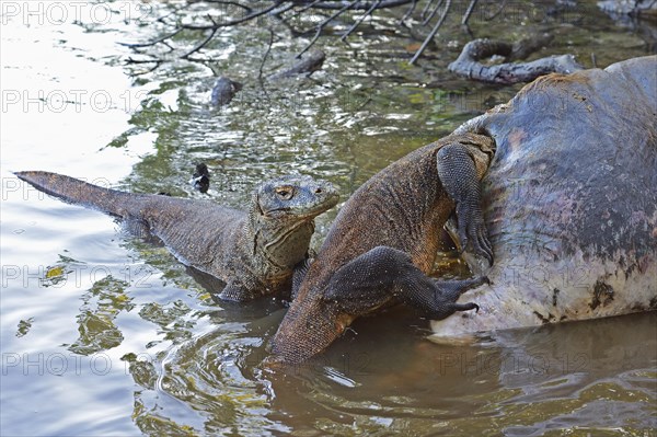 Komodo Dragons (Varanus komodoensis) feeding on the carcass of a buffalo that died in the mangrove area