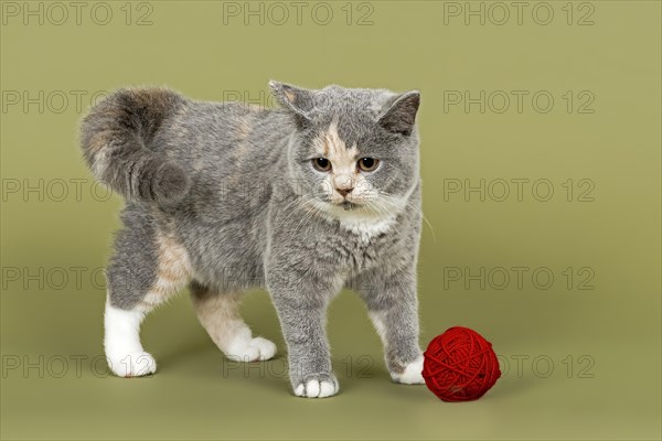 British Shorthair kitten