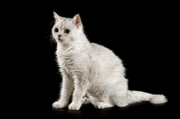 Selkirk Rex cat