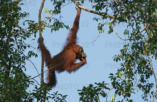 Bornean Orangutan (Pongo pygmaeus)