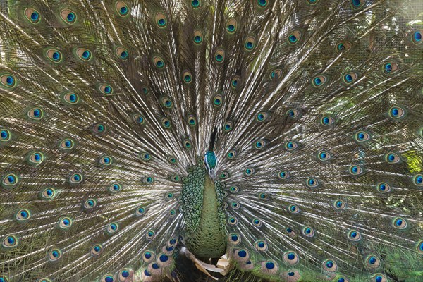 Java Peafowl or Green Peafowl (Pavo muticus)