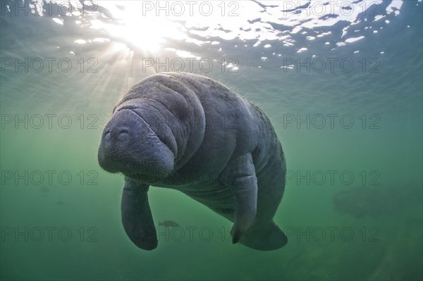 West Indian Manatee (Trichechus manatus)