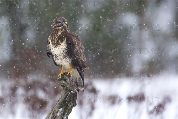 Buzzard (Buteo buteo)