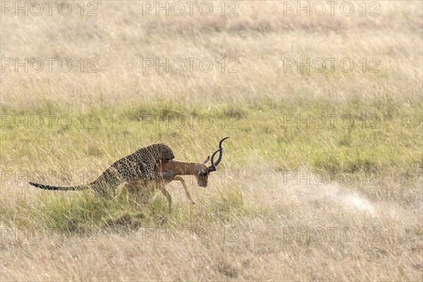 African Leopard (Panthera pardus pardus) adult