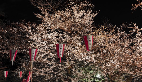 Paper lanterns hanging in blossoming cherry trees at night