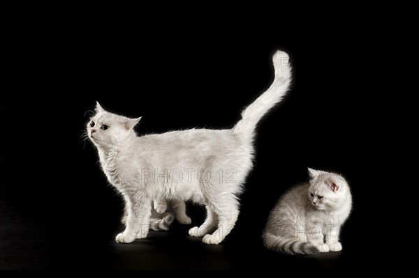 Selkirk Rex cats