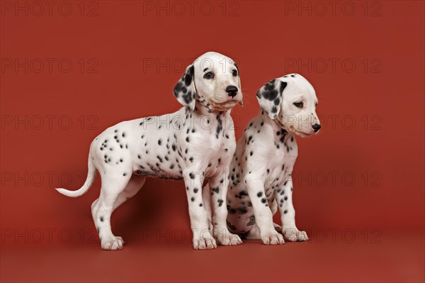 Two Dalmatian puppies