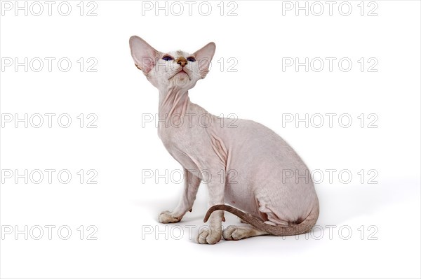 Peterbald Kitten