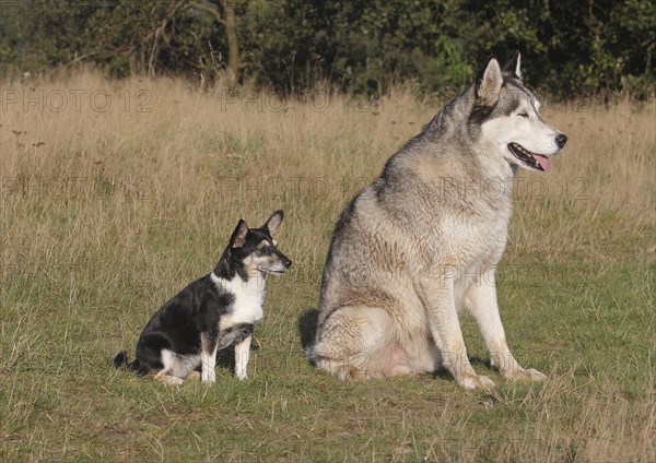 Jack Russell-Yorkie mixed breed sitting on a meadown with a Siberian Husky