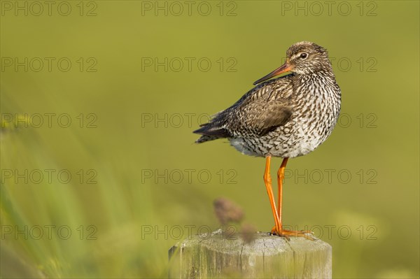 Redshank (Tringa totanus)