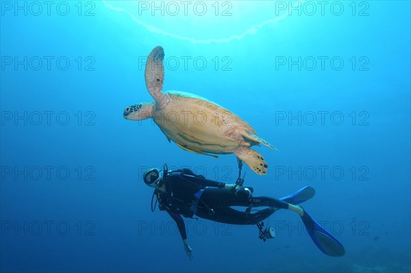 Diver looking at a Green Sea Turtle (Chelonia mydas) Bohol Sea