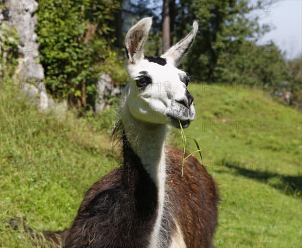 Llama (Lama glama)