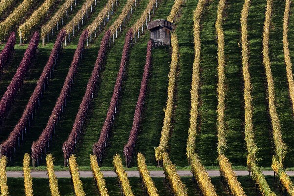 Vineyard in autumn colours