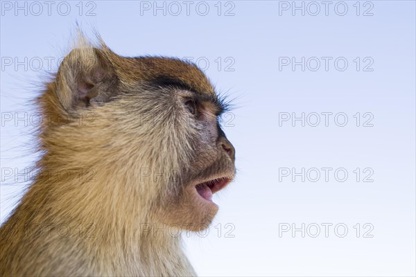 Patas Monkey (Erythrocebus patas)