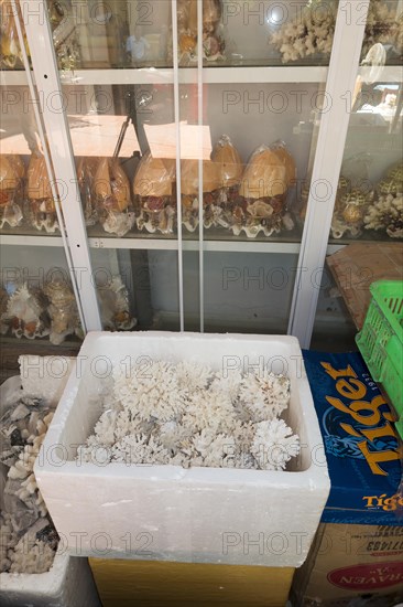 Coral ready for shipping in styrofoam box