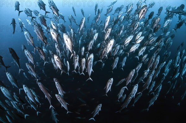 School of bigeye trevally fish (Caranx sexfasciatus) swimming towards the surface