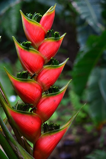 Heliconie (Heliconia wagneriana)