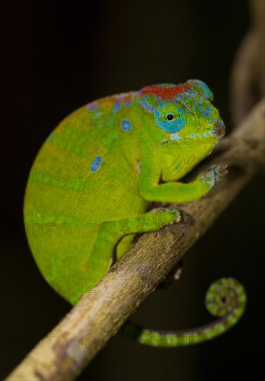 Petters Chameleon (Furcifer petteri)