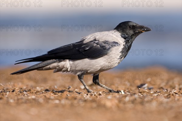 Hooded Crow (Corvus corone cornix)