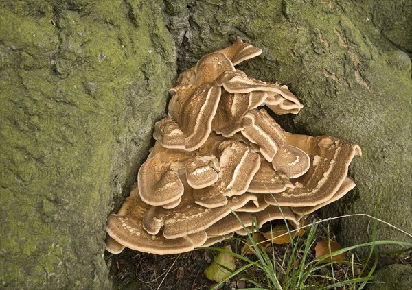 Giant Polypore or Black-staining Polypore (Meripilus giganteus) on a tree trunk