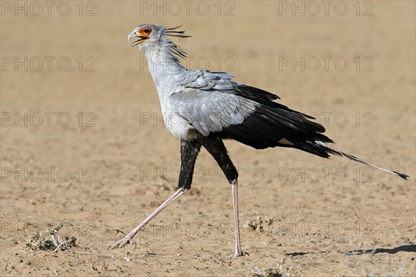 Secretary bird (Sagittarius serpentarius) adult