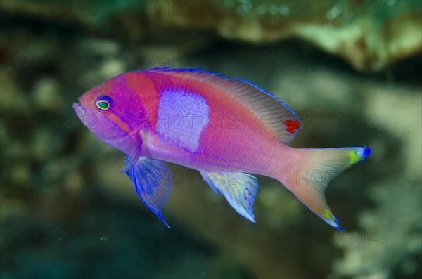 Squarespot Anthias (Pseudanthias pleurotaenia)