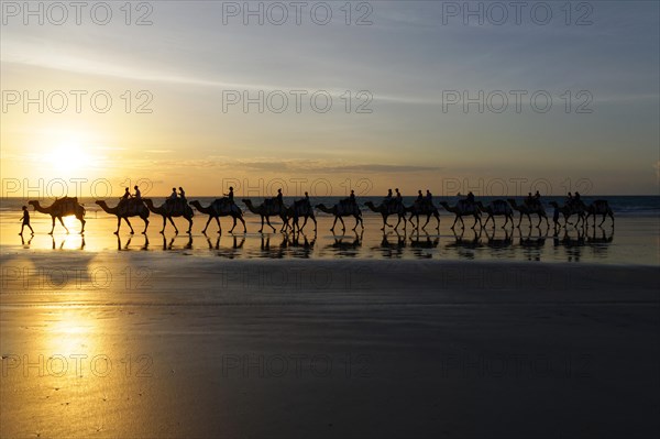 Camels being ridden by tourists on Cable Beach