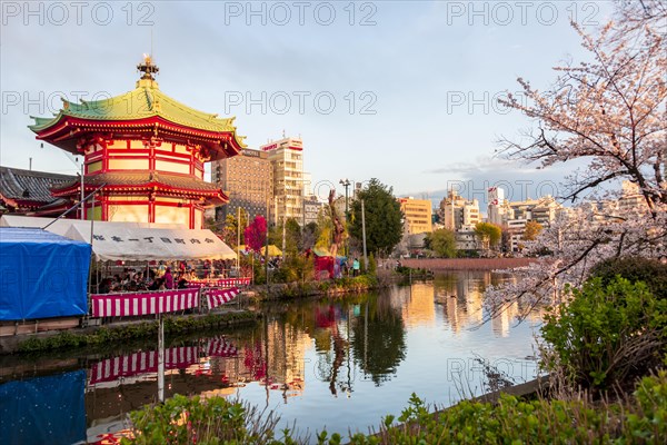 Cherry Blossoms at Shinobazu Pond