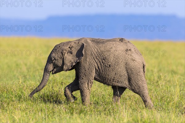 Young African elephant (Loxodonta africana)